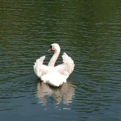 Krka River - Novo Mesto