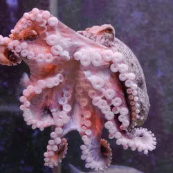 Piran Aquarium - Piran