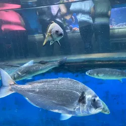 Piran Aquarium - Piran