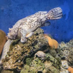 Piran Aquarium - Piran