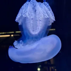 Piran Aquarium - Piran