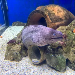 Piran Aquarium - Piran