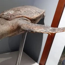 Piran Aquarium - Piran