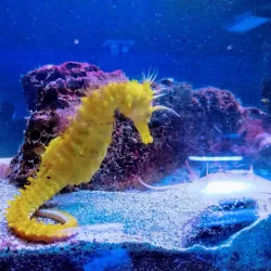 Piran Aquarium - Piran