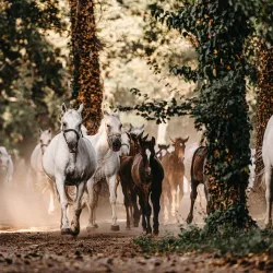 Lipica Stud Farm - Sezana