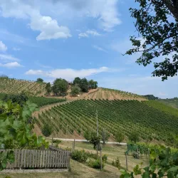 Local Wine Tasting Tours - Vojnik