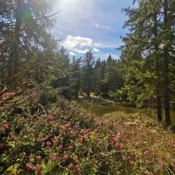 Rakitna Lake - Vrhnika