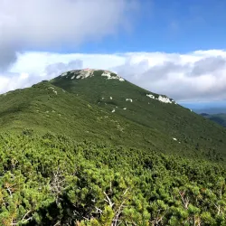 Snežnik Forest - Vrhnika