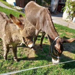 St. Martin's Church - Zagorje ob Savi