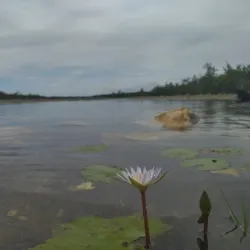 Kukumai Beach - Auki