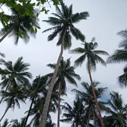 Kukumai Beach - Auki