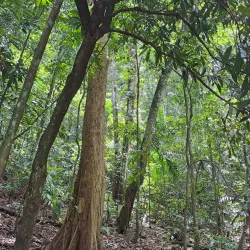 Botanical Gardens - Honiara