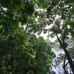 Botanical Gardens - Honiara