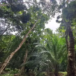Botanical Gardens - Honiara