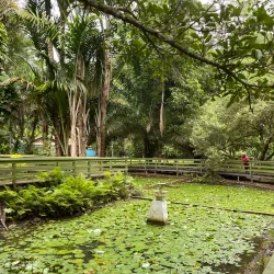 Botanical Gardens - Honiara