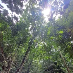 Botanical Gardens - Honiara
