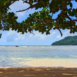 Coral Reefs of Lata - Lata