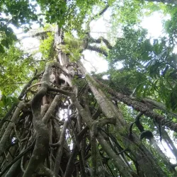 Tetepare Island (nearby) - Noro