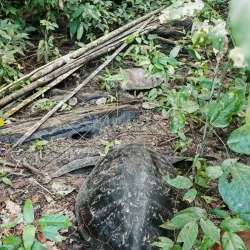 Tetepare Island (nearby) - Noro