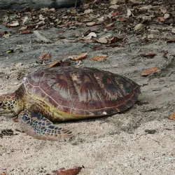 Tetepare Island (nearby) - Noro