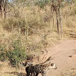 Bushbuckridge Game Reserve - Acornhoek