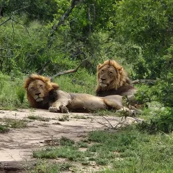 Klaserie Private Nature Reserve - Acornhoek