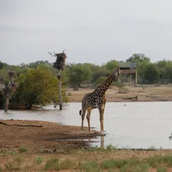 Klaserie Private Nature Reserve - Acornhoek
