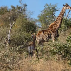 Klaserie Private Nature Reserve - Acornhoek