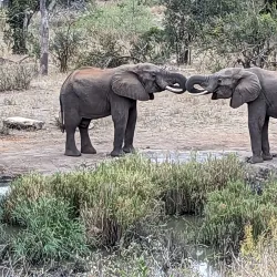 Klaserie Private Nature Reserve - Acornhoek