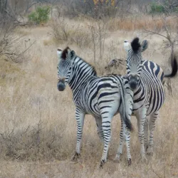 Klaserie Private Nature Reserve - Acornhoek