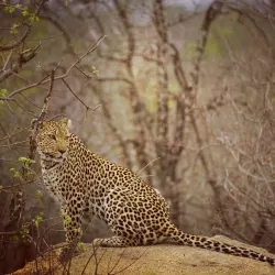 Klaserie Private Nature Reserve - Acornhoek