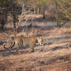 Klaserie Private Nature Reserve - Acornhoek