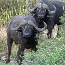 Klaserie Private Nature Reserve - Acornhoek