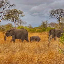 Kruger National Park - Orpen Gate - Acornhoek