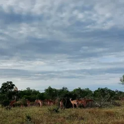 Kruger National Park - Orpen Gate - Acornhoek