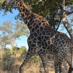Kruger National Park - Orpen Gate - Acornhoek