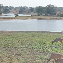 Kruger National Park - Orpen Gate - Acornhoek