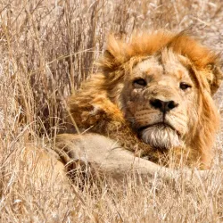 Kruger National Park - Orpen Gate - Acornhoek