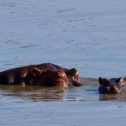 Kruger National Park - Orpen Gate - Acornhoek