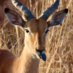 Kruger National Park - Orpen Gate - Acornhoek