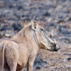 Kruger National Park - Orpen Gate - Acornhoek