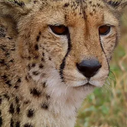 Moholoholo Wildlife Rehabilitation Centre - Acornhoek