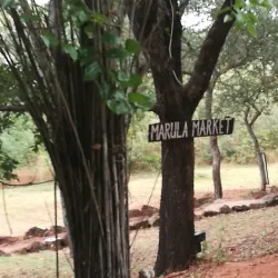 Tsonga Cultural Village - Acornhoek