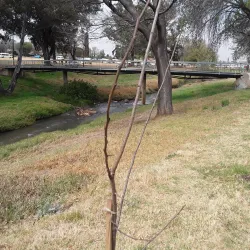 Alberton Library - Alberton