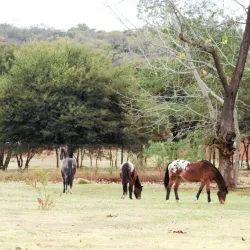 Alberton Nature Reserve - Alberton