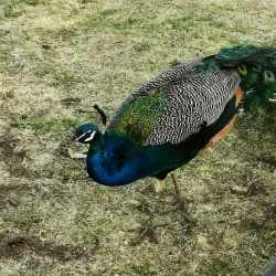 Alberton Nature Reserve - Alberton