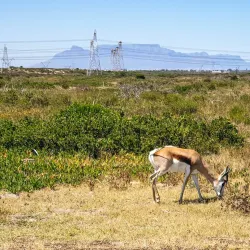 Koeberg Nature Reserve - Atlantis