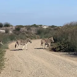 Koeberg Nature Reserve - Atlantis