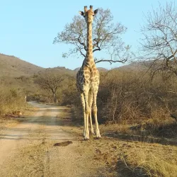 Barberton Nature Reserve - Barberton