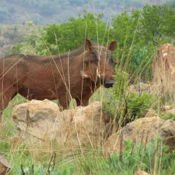 Komati Gorge - Barberton